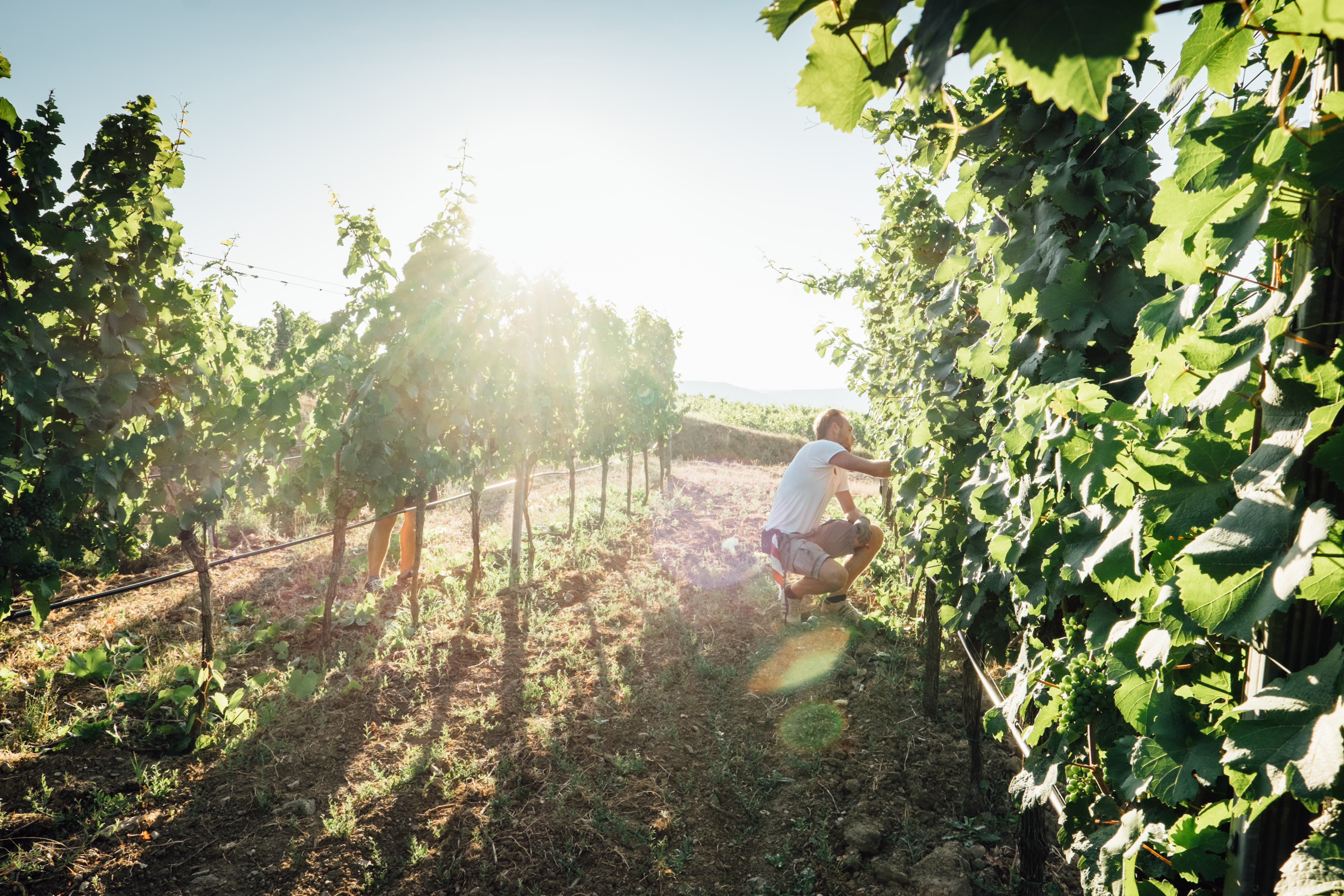 Hiedler Weingarten_by Julius Hirtzberger